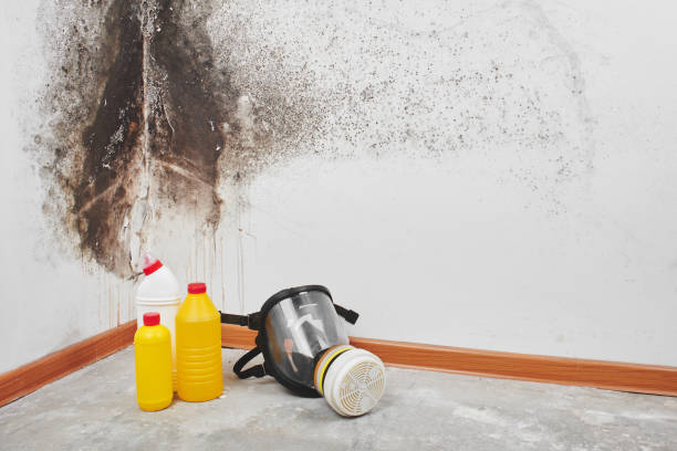 Best Emergency Mold Remediation in Marshfield, WI