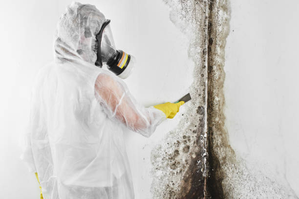 Best HVAC Mold Remediation in Marshfield, WI