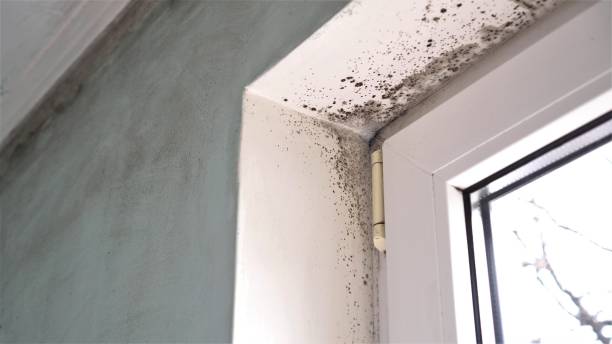Best Industrial Mold Remediation in Marshfield, WI