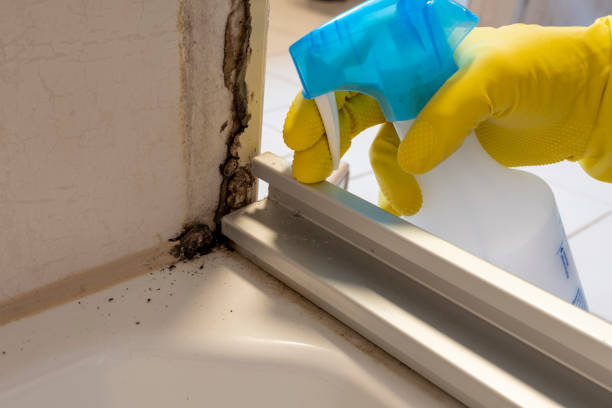 Best Attic Mold Remediation in Marshfield, WI