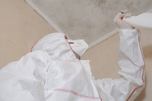 Best Crawl Space Mold Remediation in Marshfield, WI