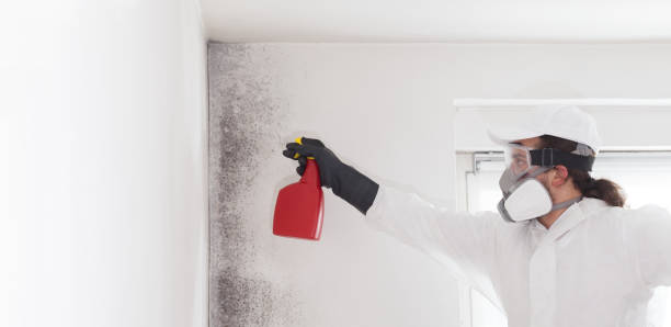 Best Basement Mold Remediation in Marshfield, WI