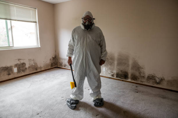 Best DIY Mold Remediation Support Services in Marshfield, WI