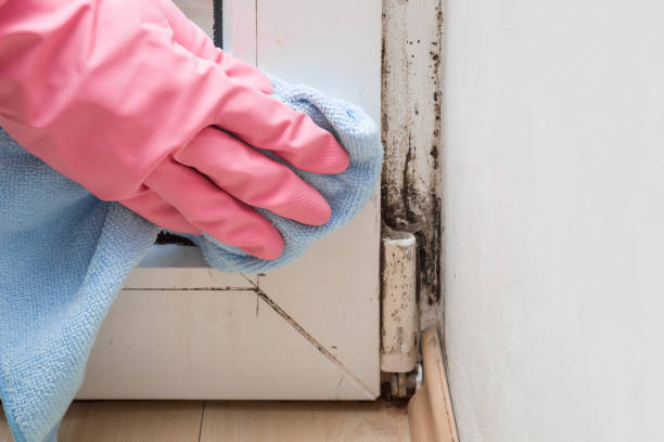 Best Localized Mold Remediation (e.g., coastal areas, humid climates) in Marshfield, WI