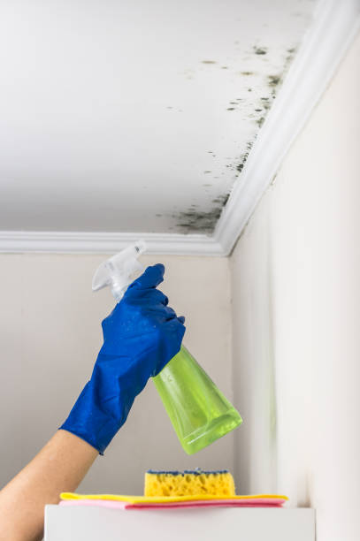 Best Basement Mold Remediation in Marshfield, WI